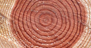 怎么鑒別整塊和拼接實木板材？